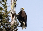 Alaskab (3)  Bald eagle, Alaska